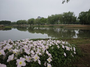 湖畔繁花绽放美景