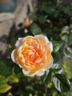 橙黄色娇艳月季花