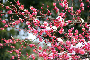 枝头绽放的梅花