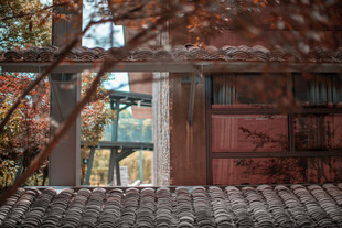 秋日庭院中的静谧景致