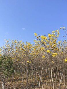 黄色风铃花