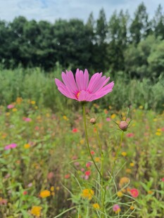 格桑花