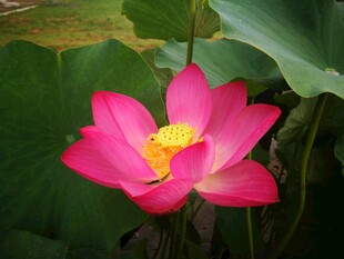 荷花