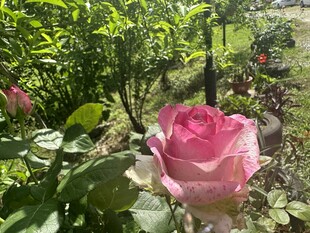 玫瑰花