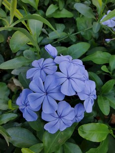 蓝花丹