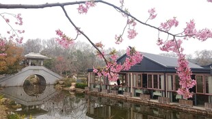 樱花