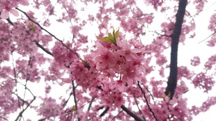樱花