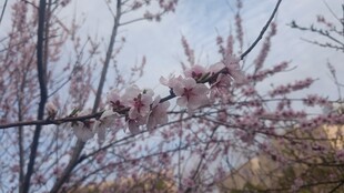 樱花