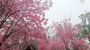 樱花