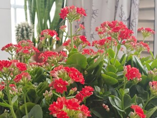 长寿花