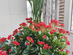 长寿花