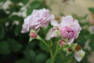 淡粉娇艳月季花
