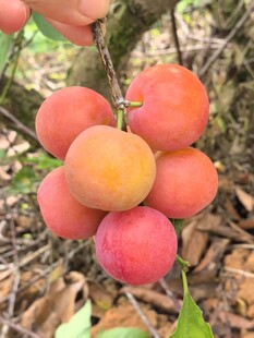 枝头饱满诱人的鲜李