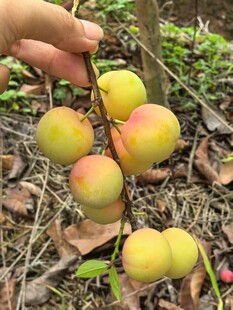 手摘枝头饱满鲜李子