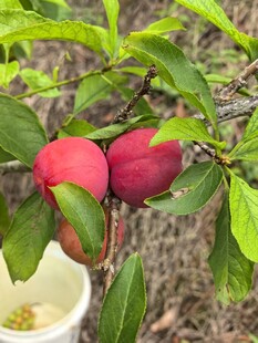 摘新鲜三月李
