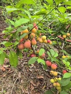 枝头硕果累累的多彩三华李果实
