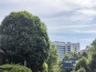 城市中修剪整齐的绿植景观