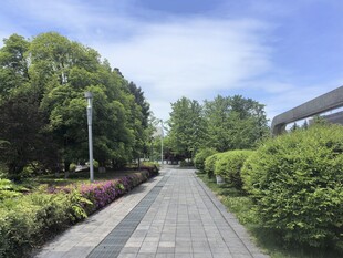 林荫小道的清新户外景致
