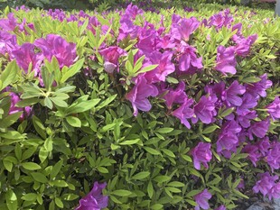 紫色花卉绿植景观