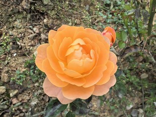 橙色娇艳月季花绽放