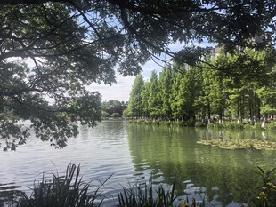 湖畔绿树成荫的静谧风光