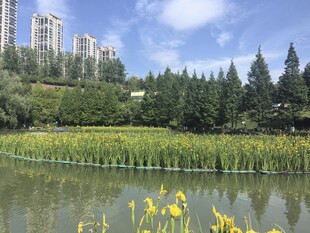 湖畔黄花绿树城市美景