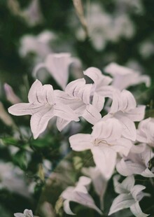 杜鹃