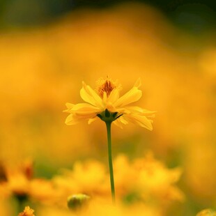 雏菊