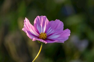 波斯菊