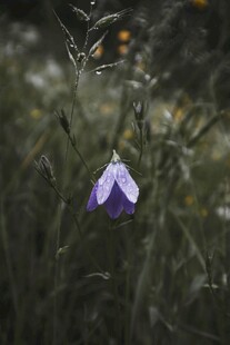 风铃花