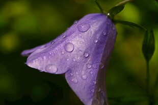 铃铛花