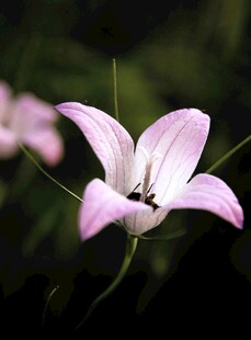 桔梗花