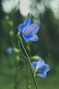蓝铃花