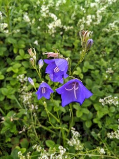 风铃花