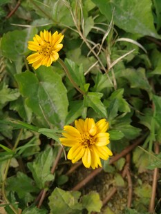 小菊花