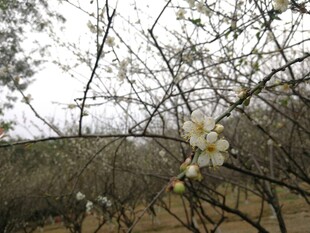东京樱花