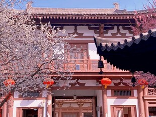 三月樱花青龙寺