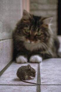 猫咪凝视面前小老鼠