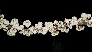 精美花朵造型珠宝项链