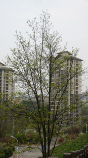 小区内的树木与楼房景观