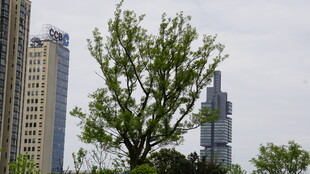 城市中绿树与高楼景观