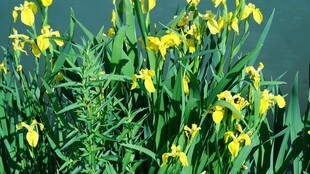 水边绽放的黄色鸢尾花