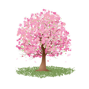樱花树