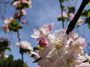 苹果花