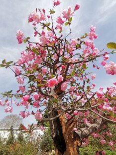 海棠花