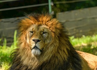 雄狮休憩