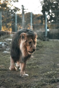 草原上行走的雄狮