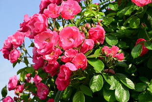 娇艳盛开的粉红色月季花