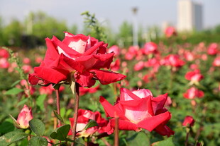 娇艳红玫瑰绽放于花田