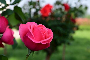 娇艳绽放的粉红玫瑰花